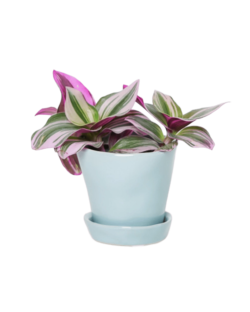 Tika Pot with Saucer