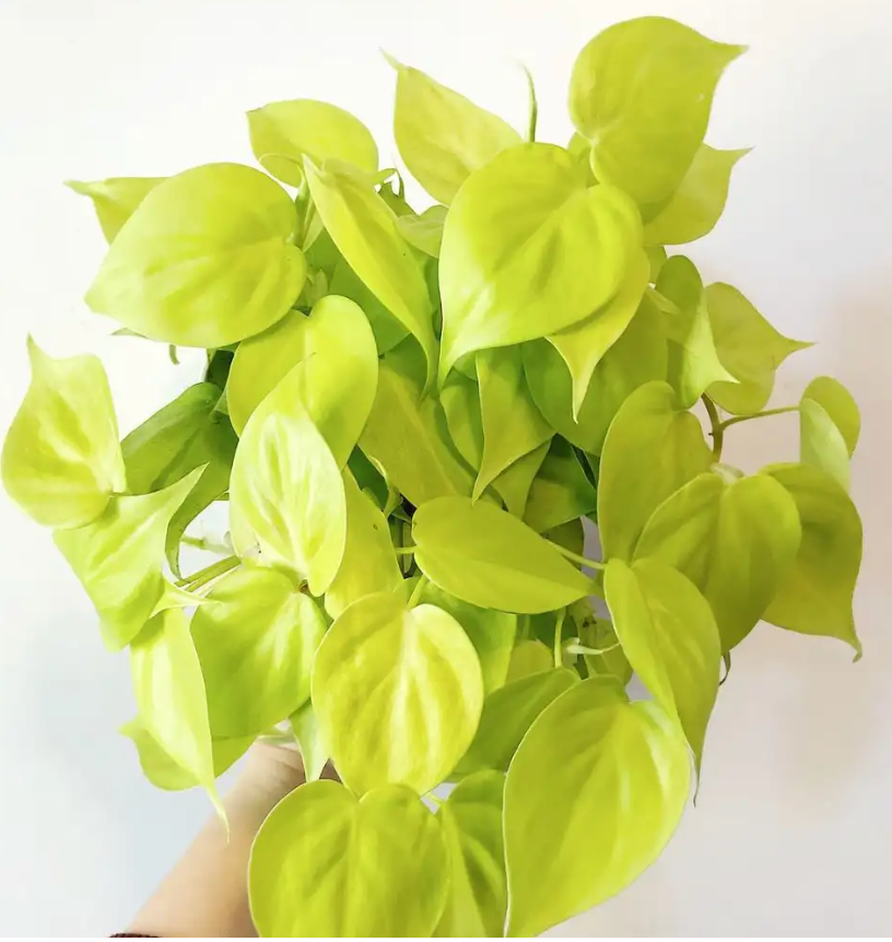 Philodendron &