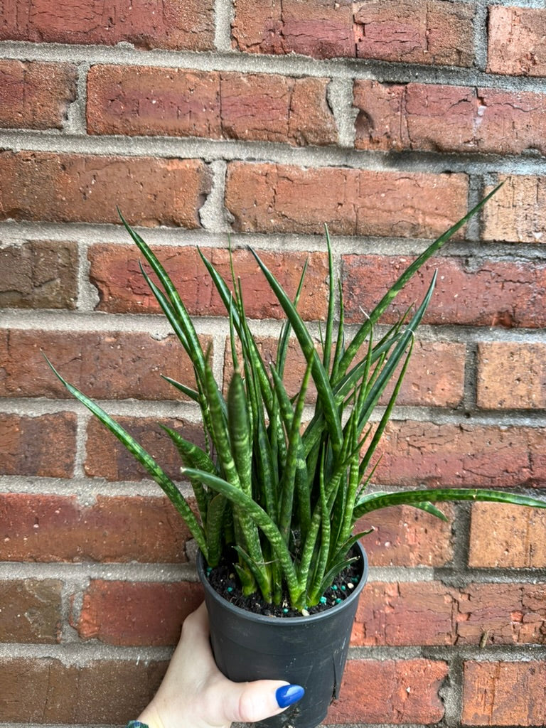Dracaena Fernwood &
