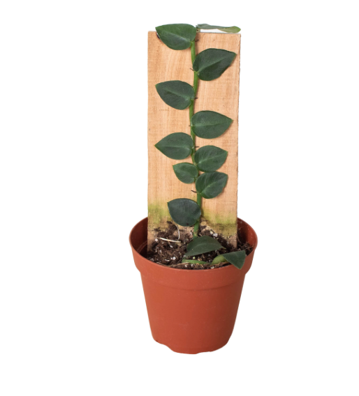 Rhaphidophora Korthalsii | Shingle Plant