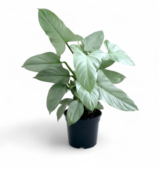 Philodendron hastatum &