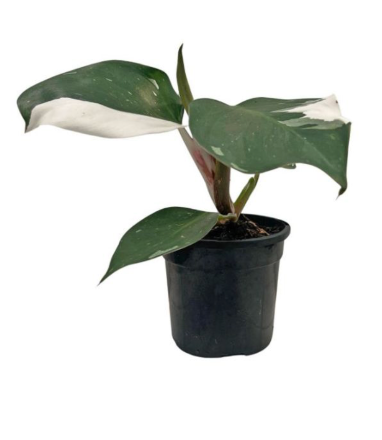 Philodendron erubescens &