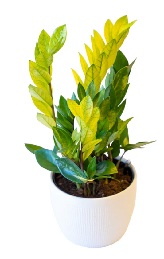 Zamioculcas Zamiifolia &